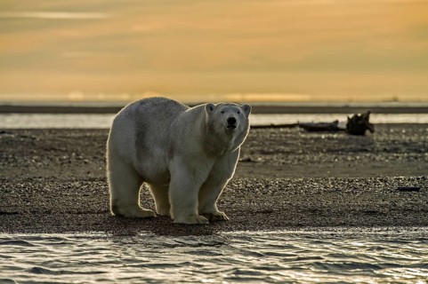 Polar Bear