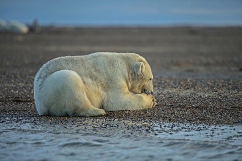 Polar bear