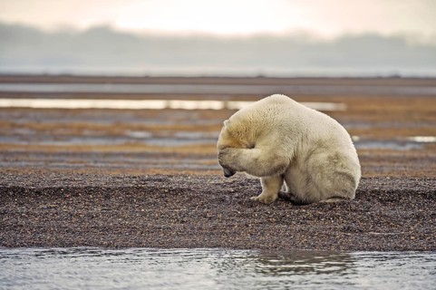 Polar bear