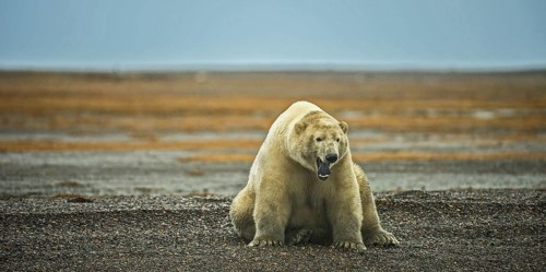 Polar bear