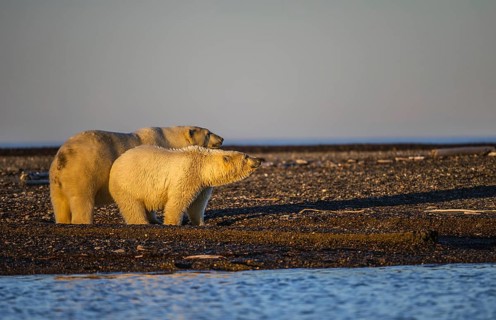 Polar bear