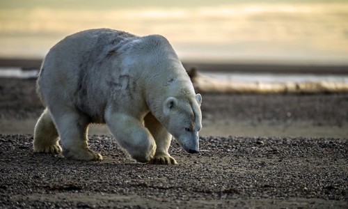Polar Bear