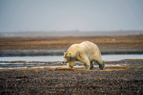 Polar bear