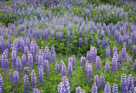 Nootka Lupine