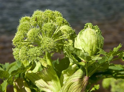 Norwegian angelica