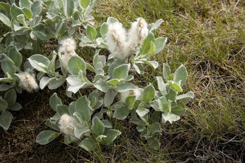 Arctic willow