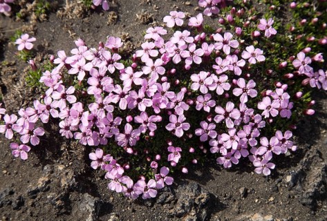 Moss campion or cushion pink
