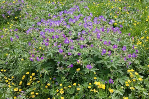 Wood cranesbill or woodland geranium