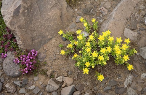 Mossy stonecrop