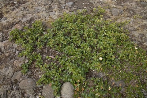 Dwarf birch
