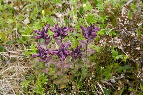 Alpine bartsia or velvetbells