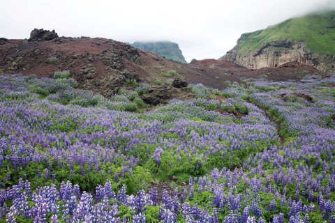 Flowering Nootka Lupins