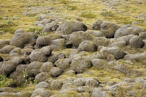 Lava field of Eldhraun overgrown with moss