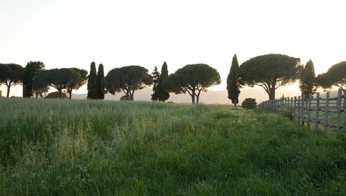 Cypresses and pine alley