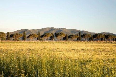Cypresses and pine alley