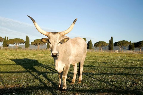 Maremmana or Maremmana bull in a meadow