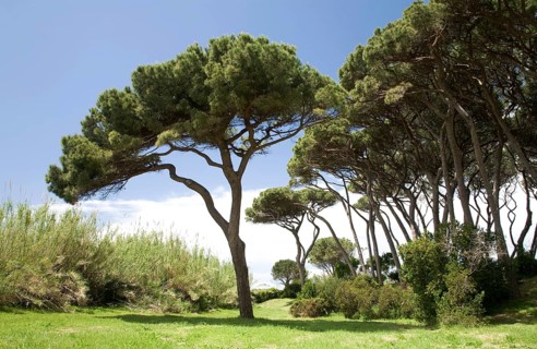 Pine forest