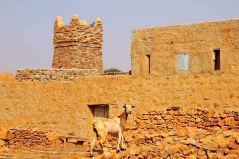 Goat on a wall in front of the minaret of the mosque in the historic centre