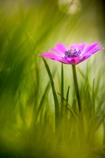 Blue anemone