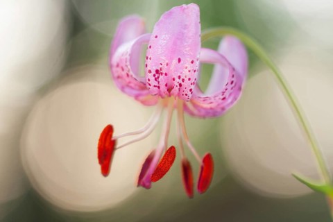 Martagon Lily or Turk's Cap Lily