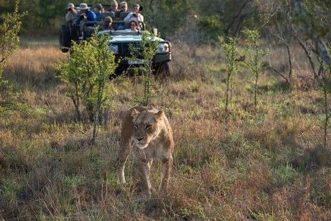 Lioness