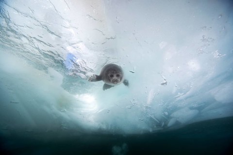 Baikal seal
