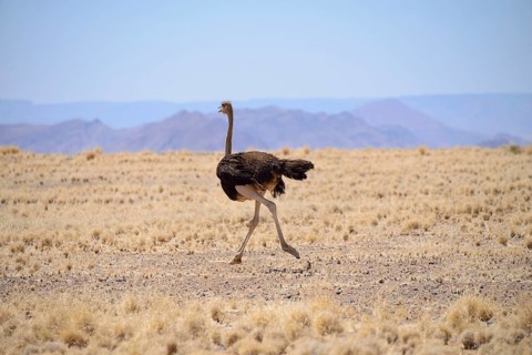 African ostrich