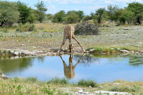 Giraffe