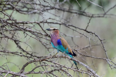 Lilac-breasted Roller