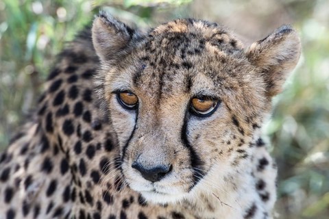 Cheetah