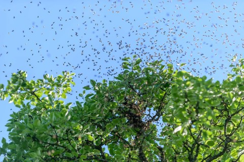 Swarm of bees by a pear tree