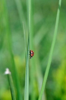 Red and black beetle climbing down a blade of grass