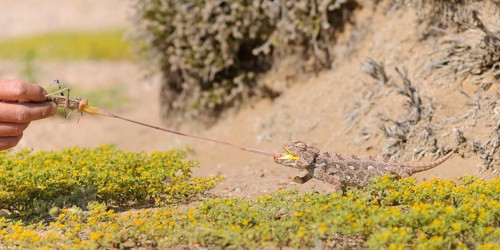 Namaqua chameleon