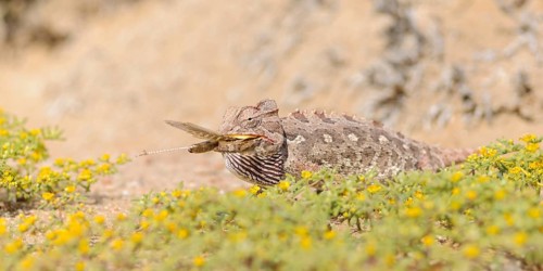 Namaqua chameleon