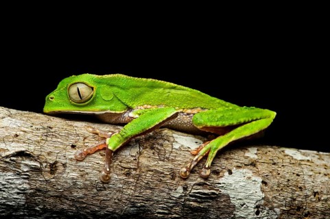 Manaus slender-legged tree frog