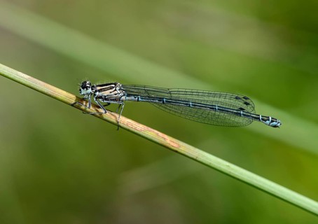 Female azure damselfly