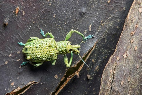 Weevil