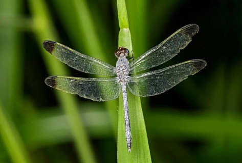 Neotropical dragonfly