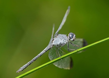 Neotropical dragonfly