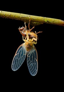 Hatching of a cicada