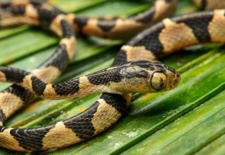 Blunthead tree snake