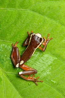 Beireis' tree frog or white-leaf frog
