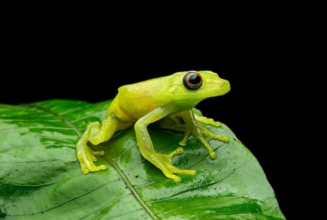Demerara Falls tree frog