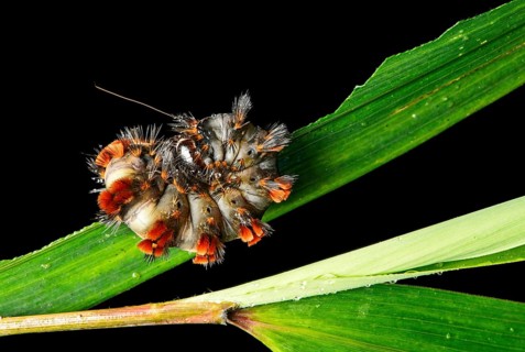 Curled up caterpillar