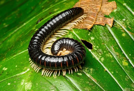 Millipede