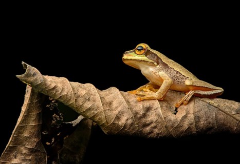 Masked tree frog