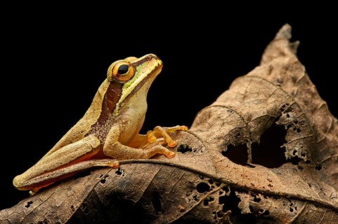 Masked tree frog