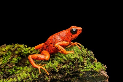Little-devil poison frog or diablito