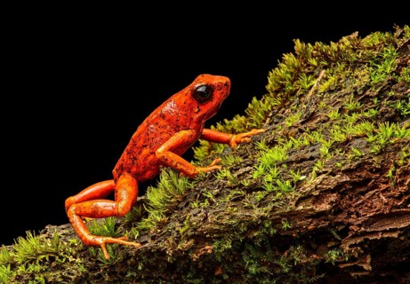 Little-devil poison frog or diablito