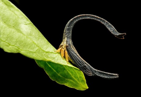 Treehopper